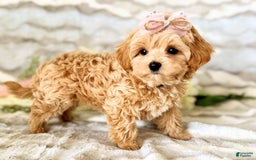 Maltipoo dogs for sale: Dark Pink Collar - Image 26
