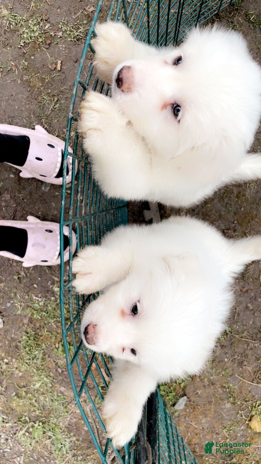 Great Pyrenees dogs for sale: Rocky - Image 1