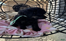 Miniature Poodle dogs for sale: Wolverine - Image 8