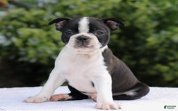 Boston Terrier dogs for sale: Ben - Image 3