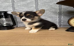 Welsh Corgi Pembroke dogs for sale: Carly - Image 1