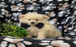Pomeranian dogs for sale: Pomeranian 5 puppies - Image 6