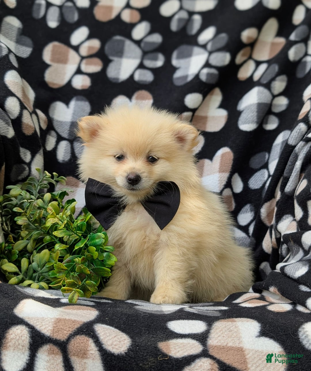 Pomeranian dogs for sale: Pomeranian 5 puppies - Image 6