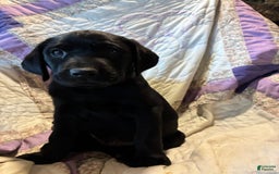 Labrador Retriever dogs for sale: Milo - Image 4