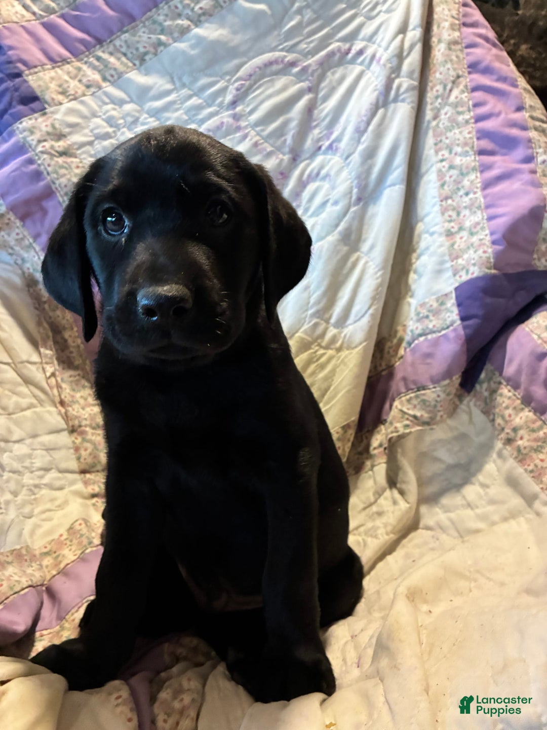 Labrador Retriever dogs for sale: Milo - Image 4