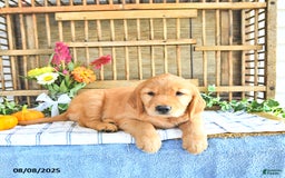 Golden Retriever dogs for sale: Golden Retriever 11 puppies - Image 4
