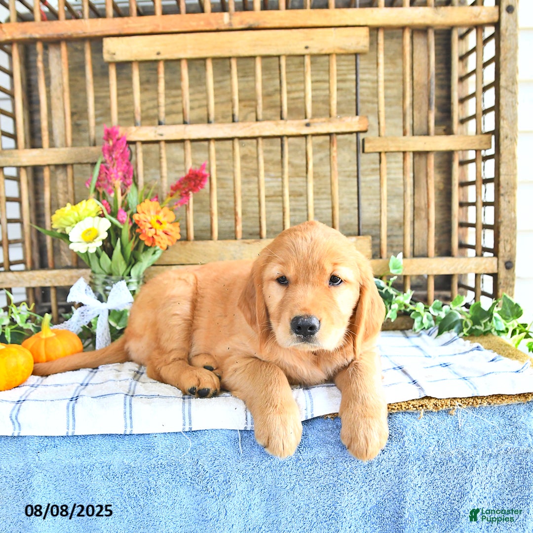 Golden Retriever dogs for sale: Golden Retriever 11 puppies - Image 4