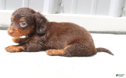 Dachshund dogs for sale: Angel Mini - Image 2