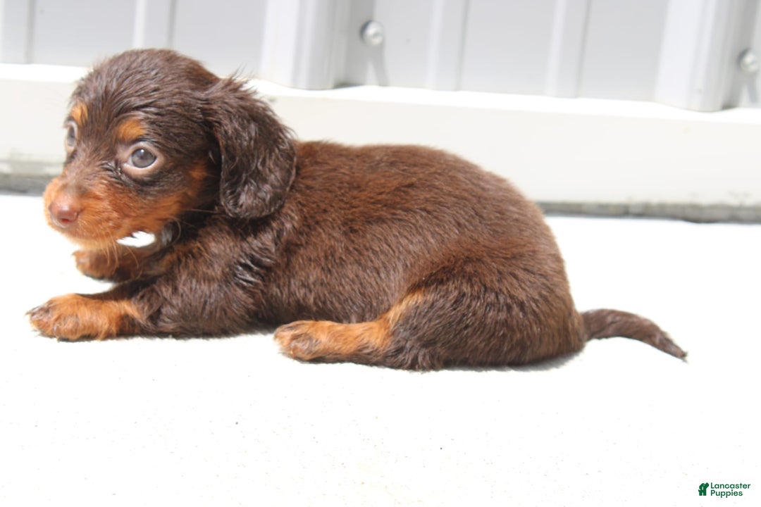 Dachshund dogs for sale: Angel Mini - Image 2