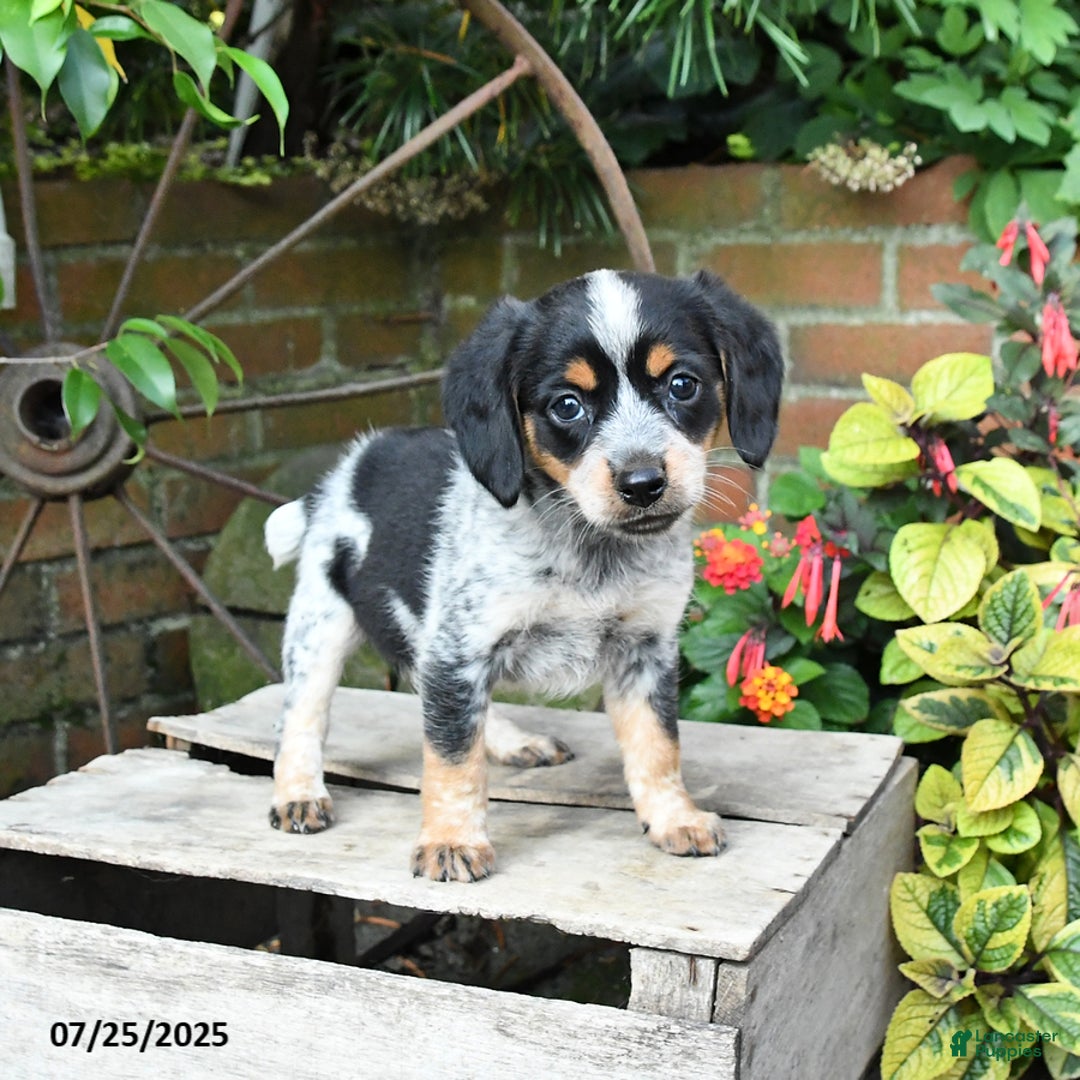 Miniature Australian Shepherd dogs for sale: Farrah - Image 4