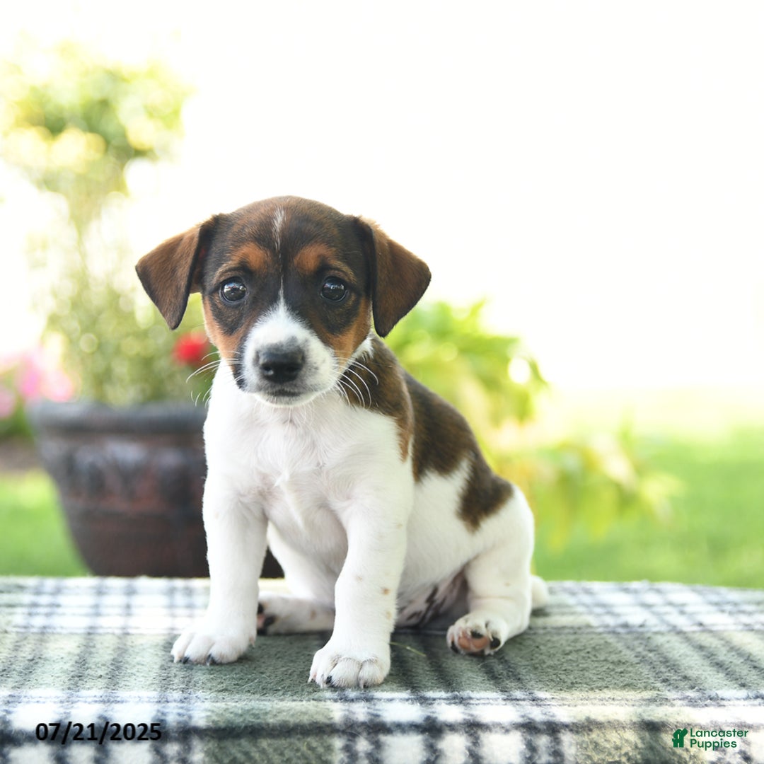 Jack Russell Terrier dogs for sale: Molly - Image 1