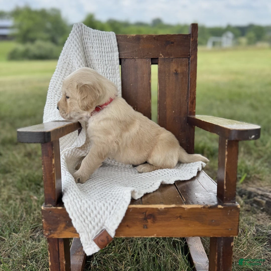 Golden Retriever dogs for sale: Golden Retriever 5 puppies - Image 1