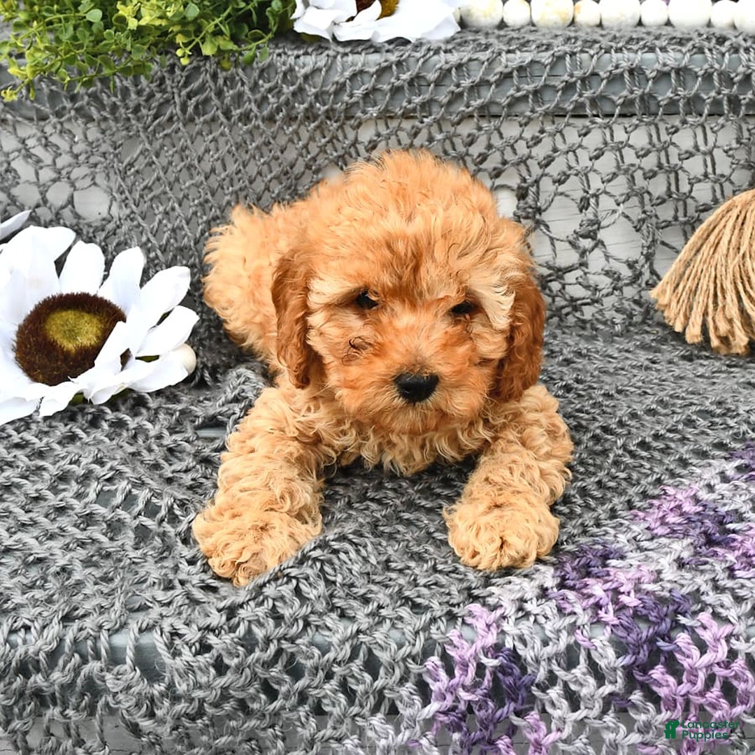 Cavapoo dogs for sale: Faith - Image 12