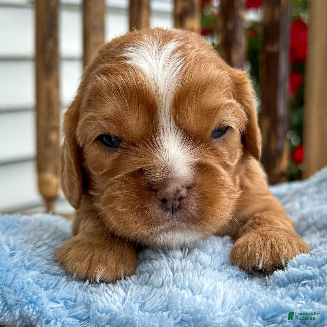 Cavalier King Charles Spaniel dogs for sale: Roscoe - Image 1