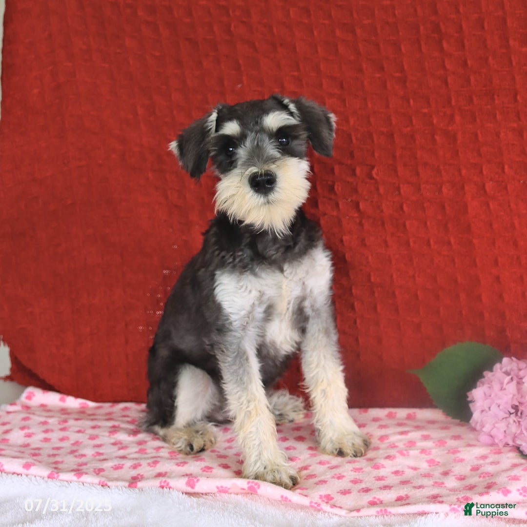 Miniature Schnauzer dogs for sale: Malenna - Image 12