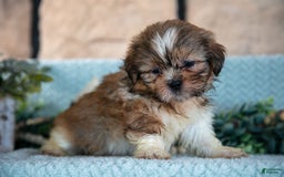Shih Tzu dogs for sale: Travis - Image 4