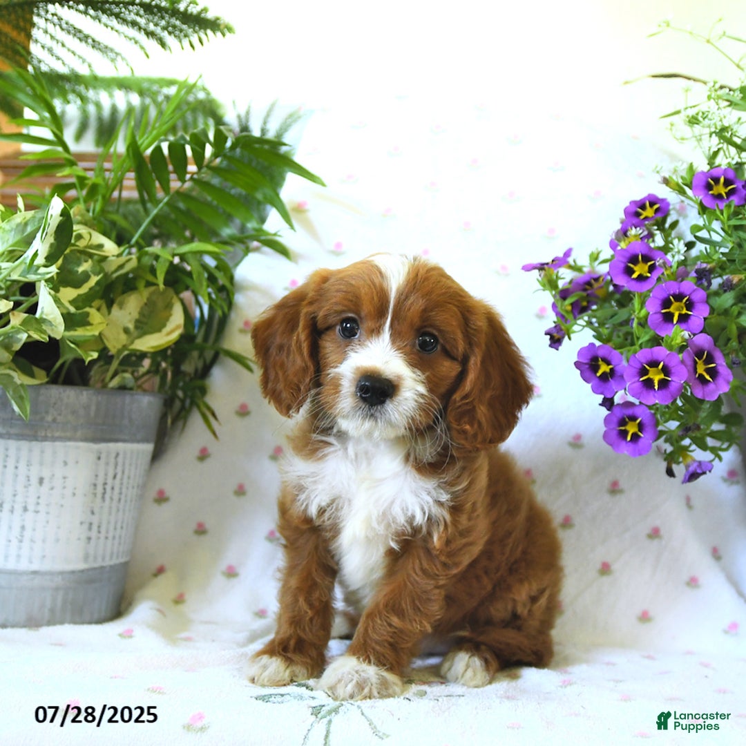 Cavapoo dogs for sale: Cavapoo 5 puppies - Image 6