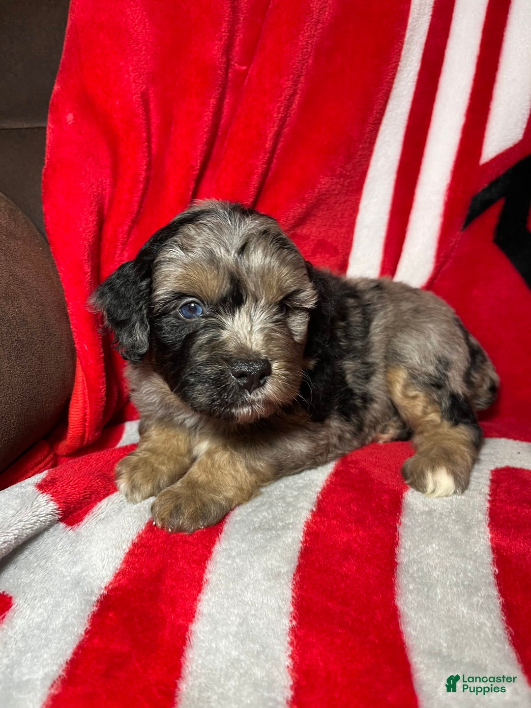 Mini Aussiedoodle dogs for sale: Canary - Image 7