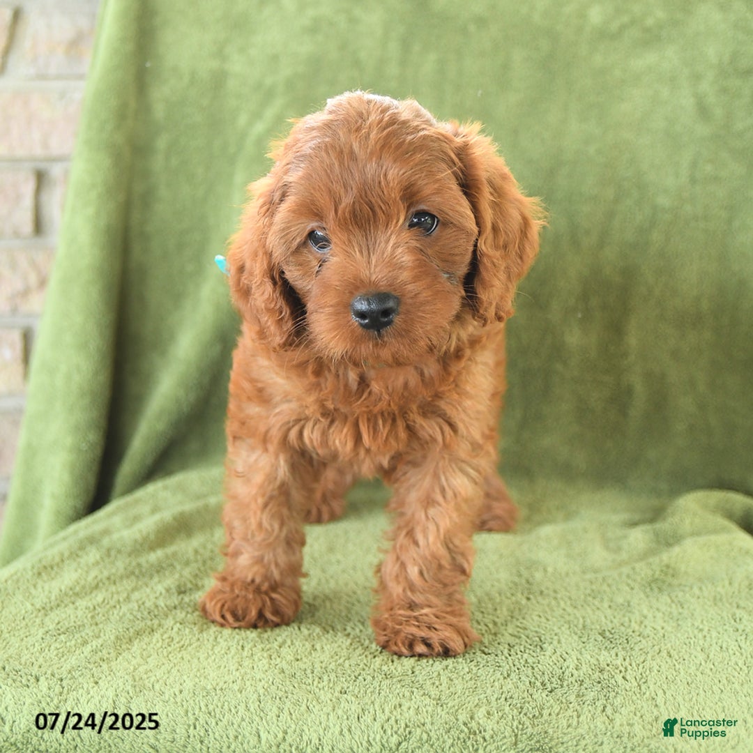 Cavapoo dogs for sale: Caramel - Image 4