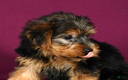 Yorkshire Terrier dogs for sale: Jordan - Image 9
