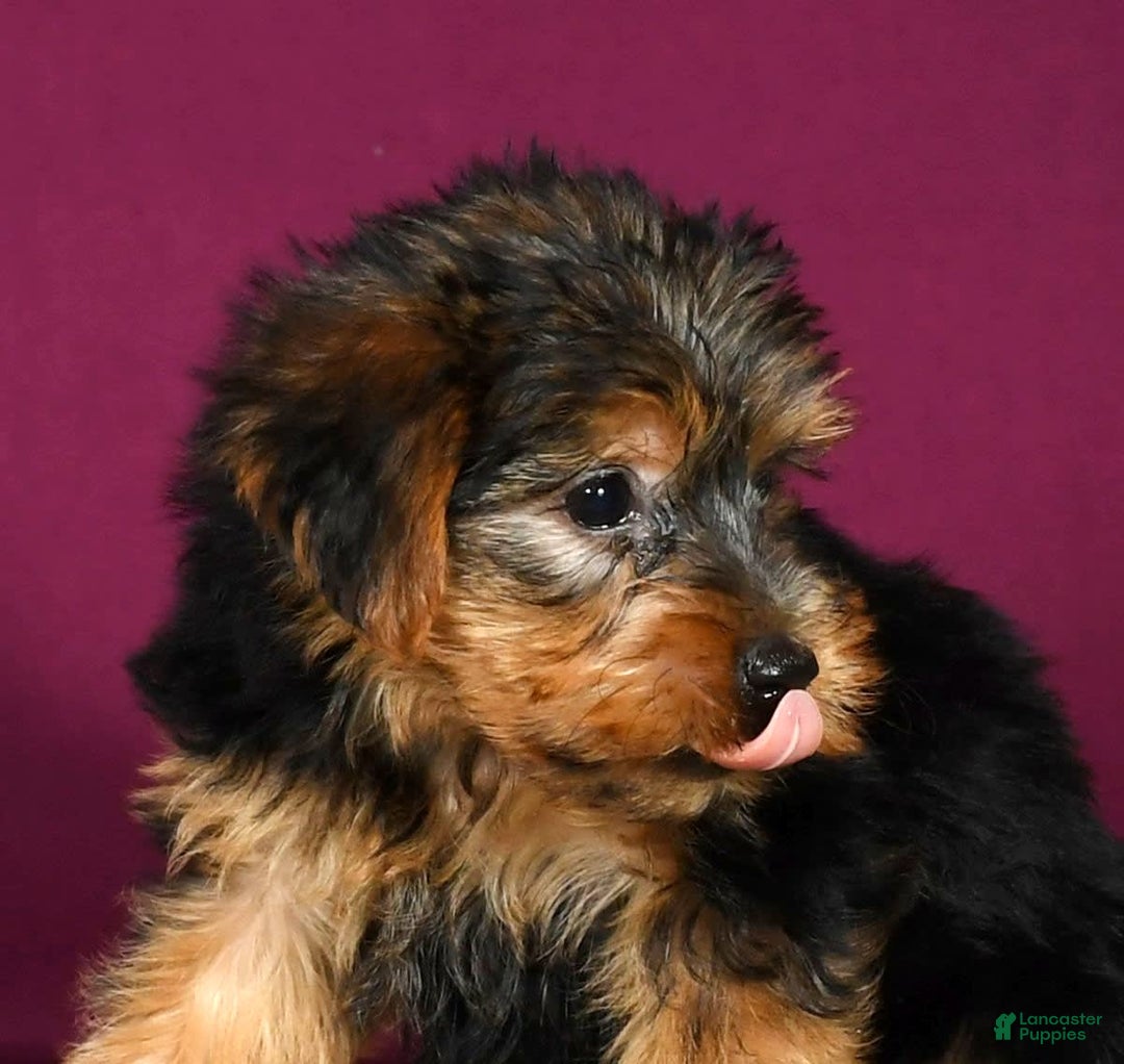 Yorkshire Terrier dogs for sale: Jordan - Image 9