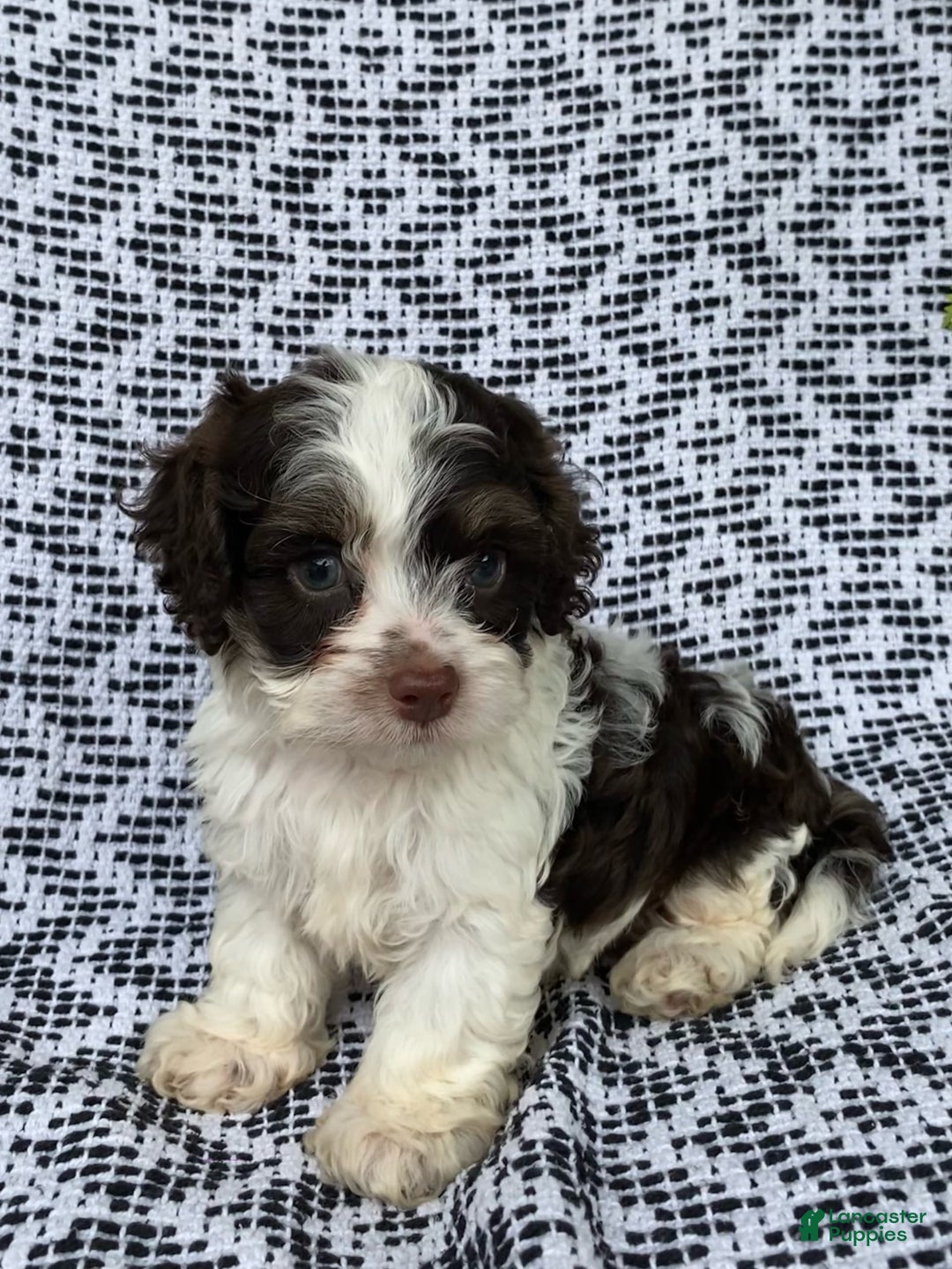 Cockapoo dogs for sale: Teddy - Image 5
