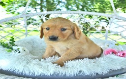 Golden Retriever dogs for sale: Aleigha - Image 11
