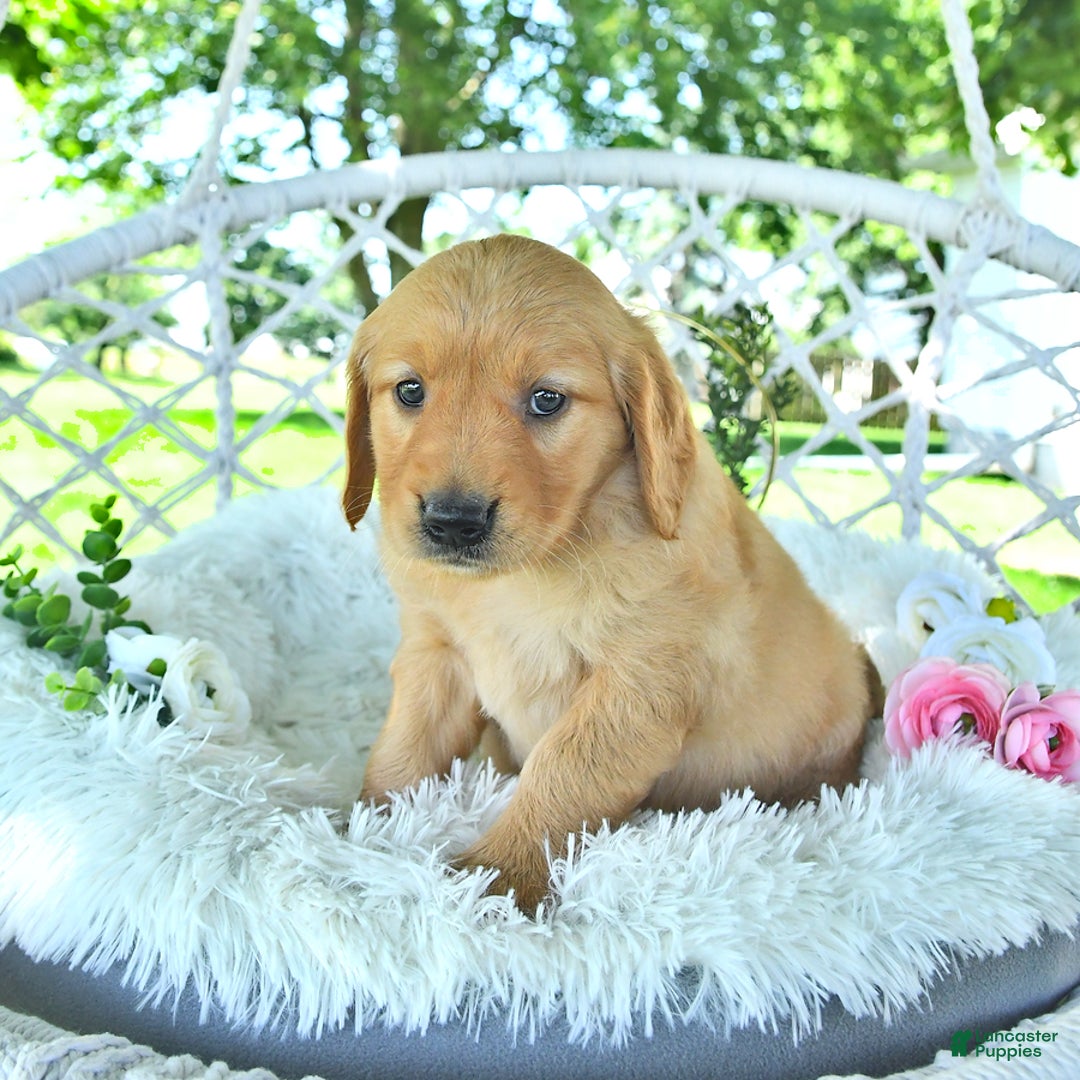Golden Retriever dogs for sale: Aleigha - Image 11