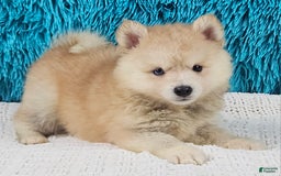 Pomsky dogs for sale: Diesel - Image 2