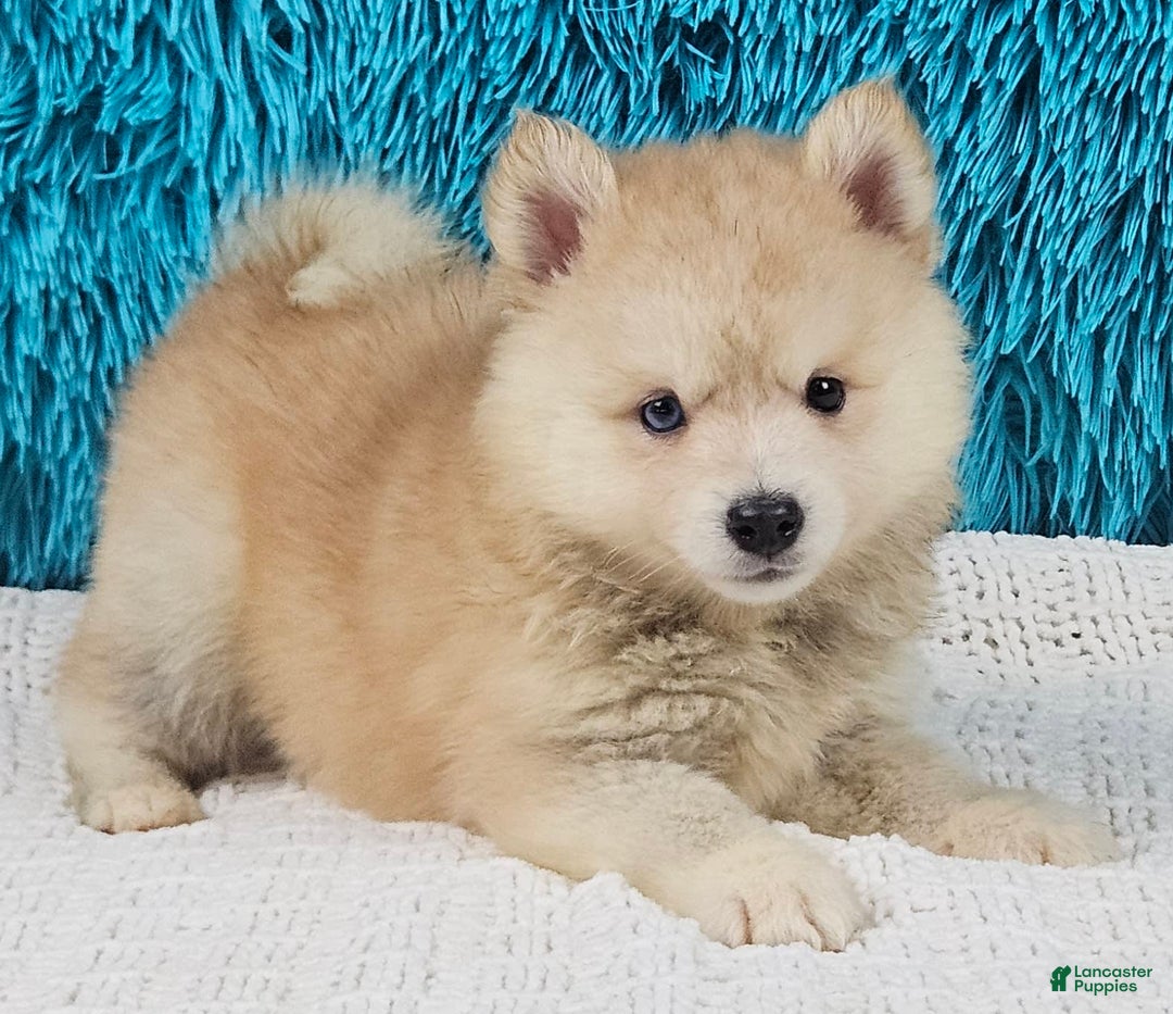 Pomsky dogs for sale: Diesel - Image 2