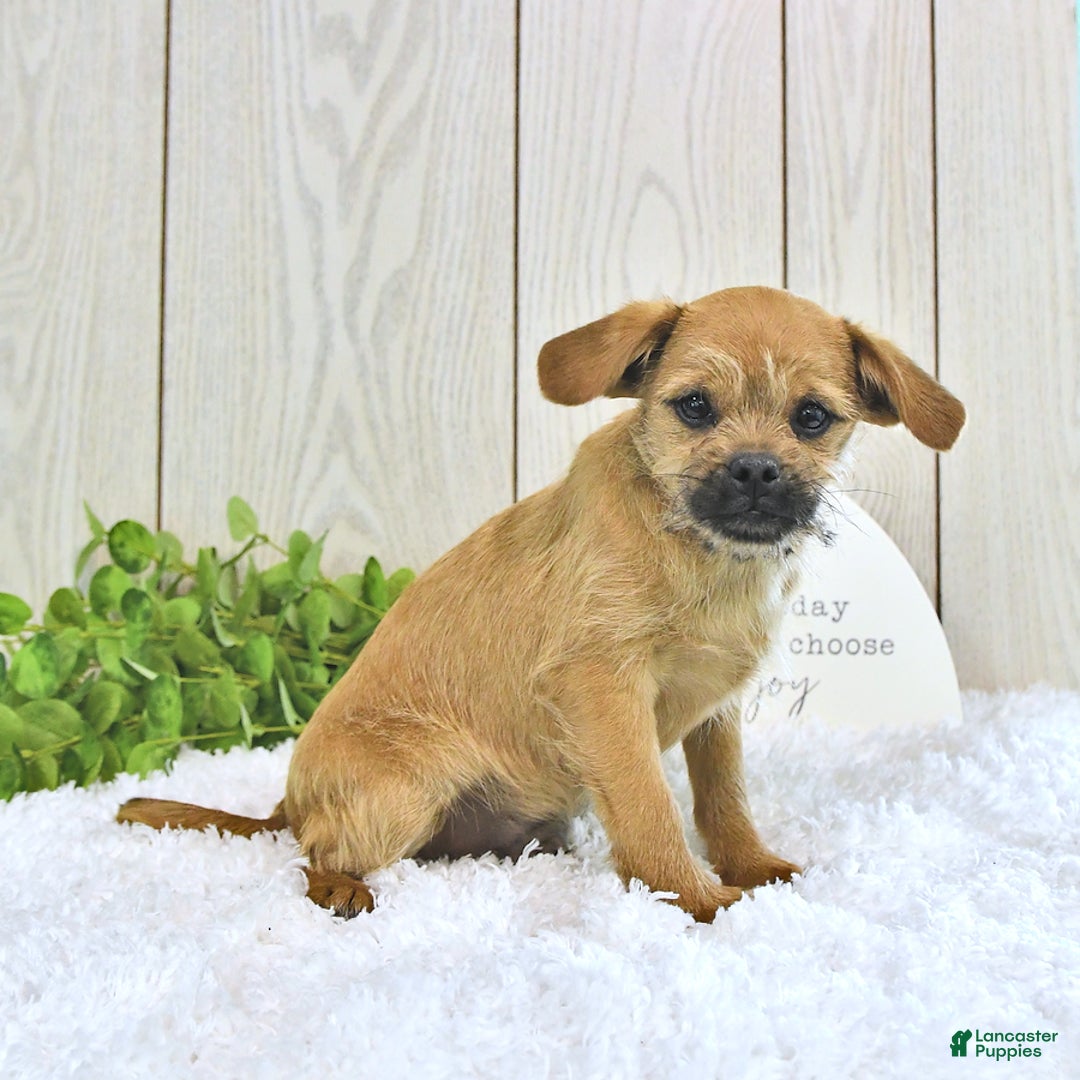 Toy Poodle dogs for sale: Dylan - Image 5
