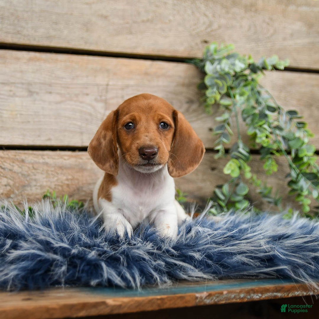 Dachshund dogs for sale: Pumpkin - Image 10