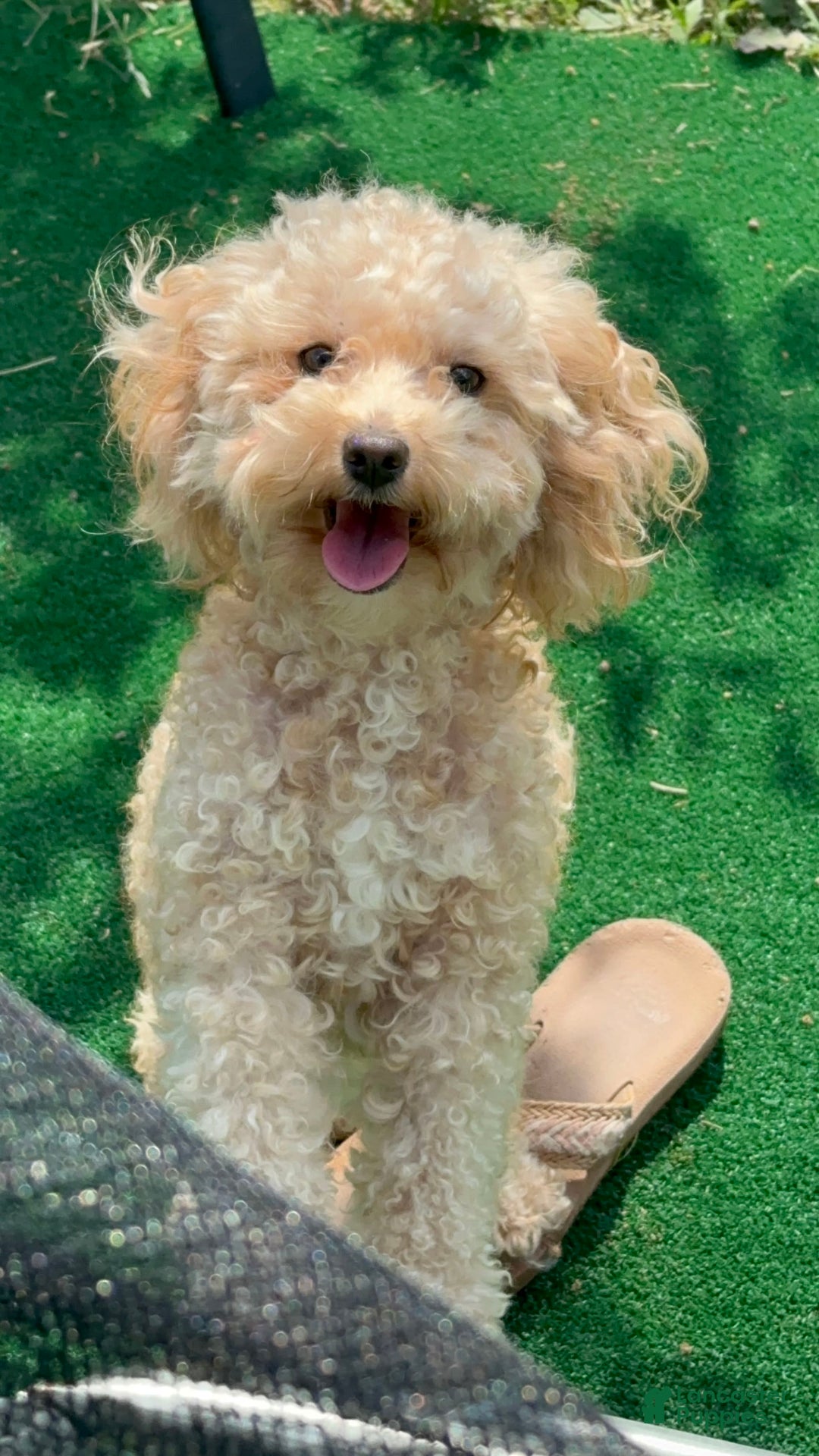 Toy Poodle dogs for sale: Sweetie - Image 2