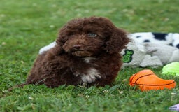 Cockapoo dogs for sale: Barb - Image 10