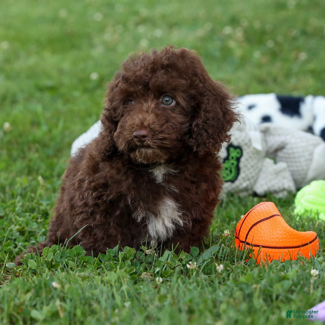 Cockapoo dogs for sale: Barb - Image 10