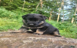 German Shepherd dogs for sale: Kai - Image 3
