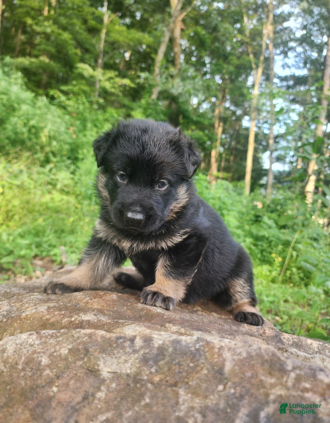 German Shepherd dogs for sale: Kai - Image 3