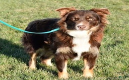 Australian Shepherd dogs for sale: Henry - Image 12