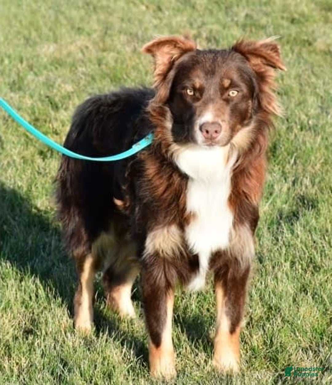 Australian Shepherd dogs for sale: Henry - Image 12