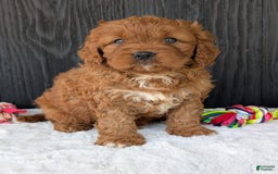 Cavapoo dogs for sale: Toby - Image 10