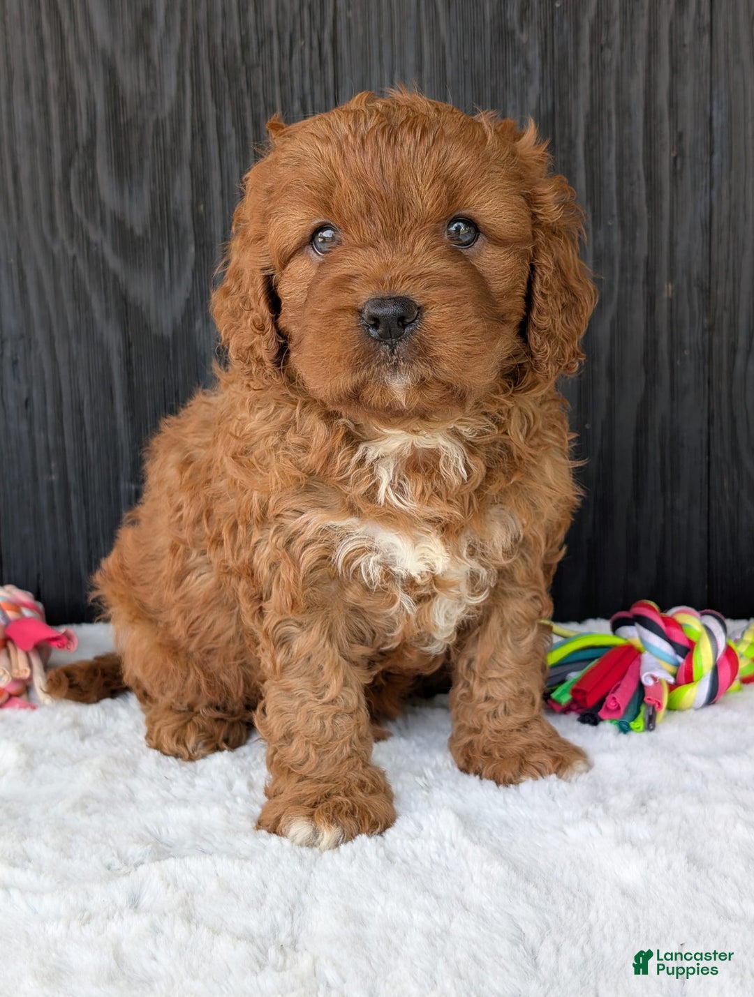 Cavapoo dogs for sale: Toby - Image 10