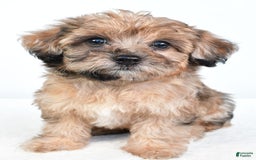 Yorkiepoo dogs for sale: Pearl - Image 10
