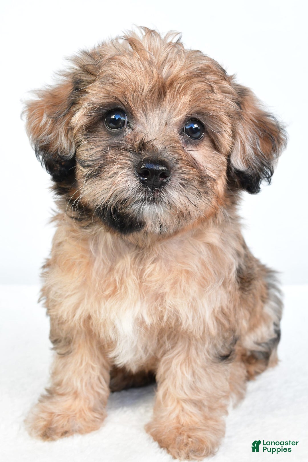 Yorkiepoo dogs for sale: Pearl - Image 10