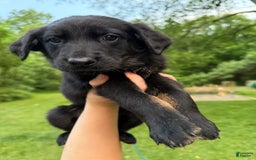 German Shepherd dogs for sale: Flower - Image 1