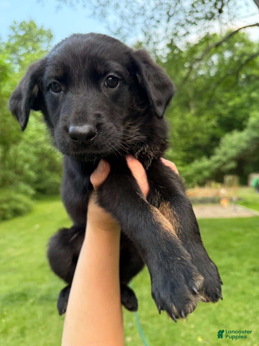 German Shepherd dogs for sale: Flower - Image 1
