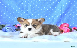 Welsh Corgi Pembroke dogs for sale: Linton - Image 15