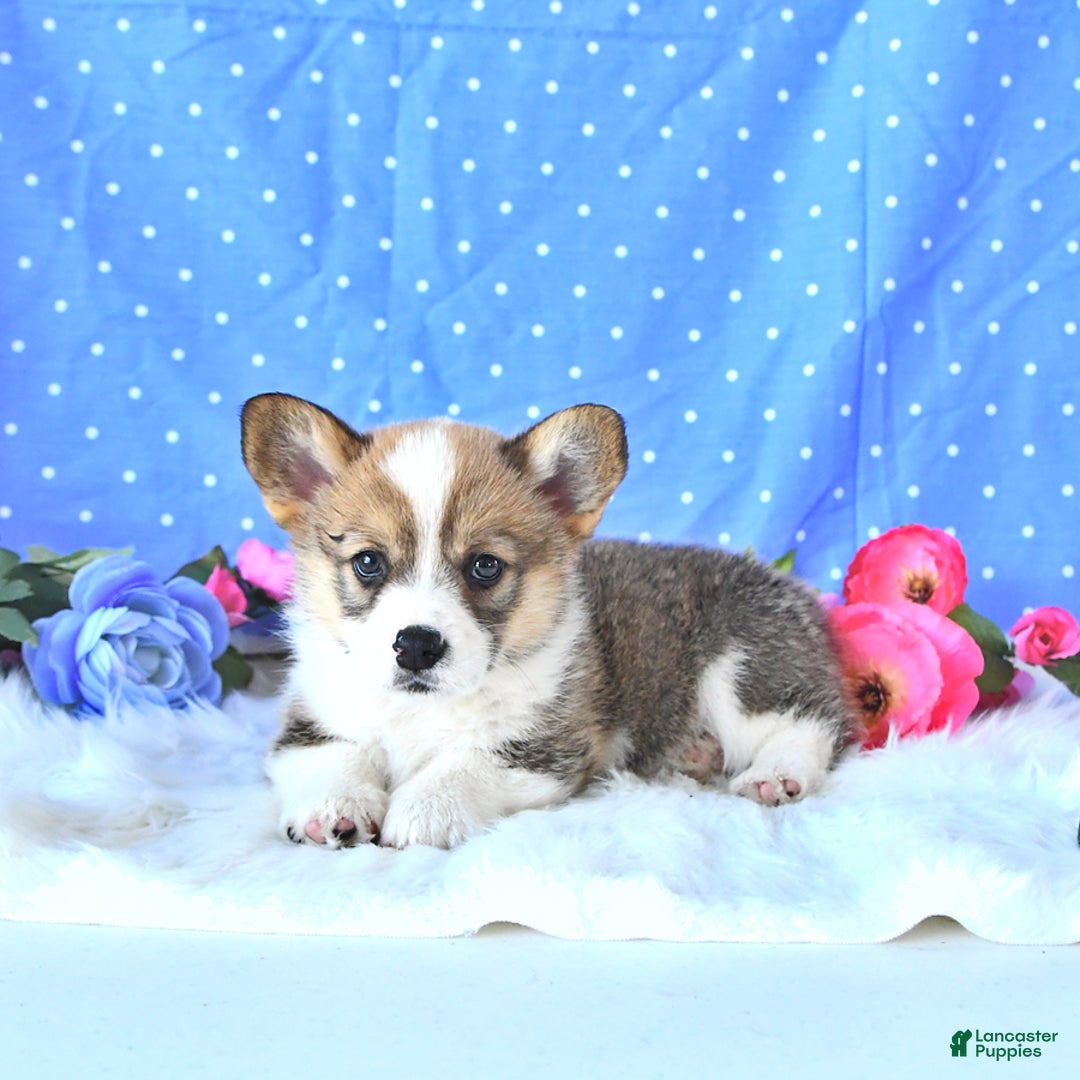 Welsh Corgi Pembroke dogs for sale: Linton - Image 15