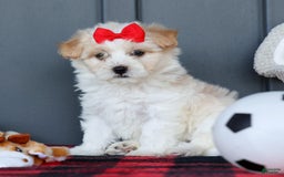 Maltipoo dogs for sale: Rubble - Image 6
