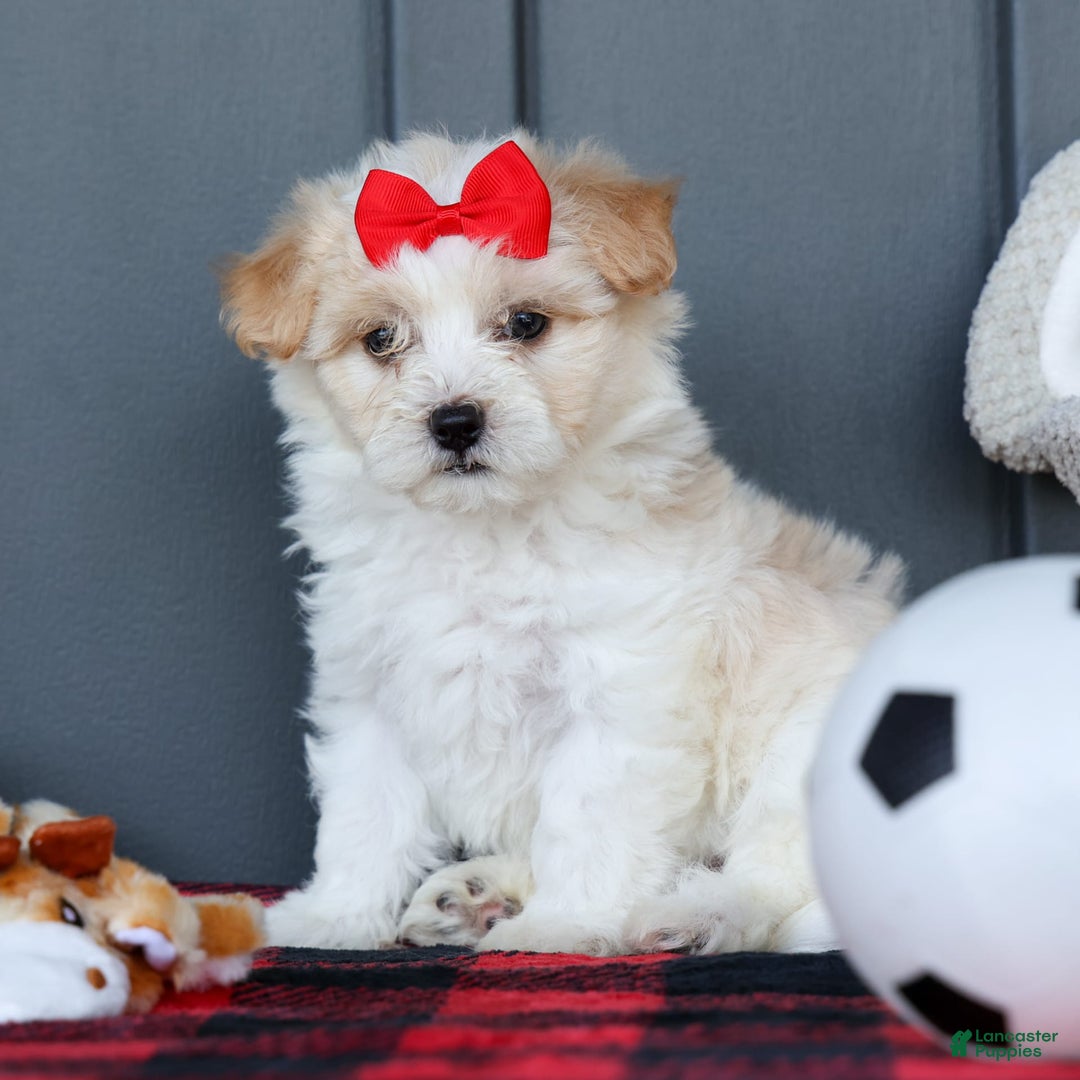 Maltipoo dogs for sale: Rubble - Image 6