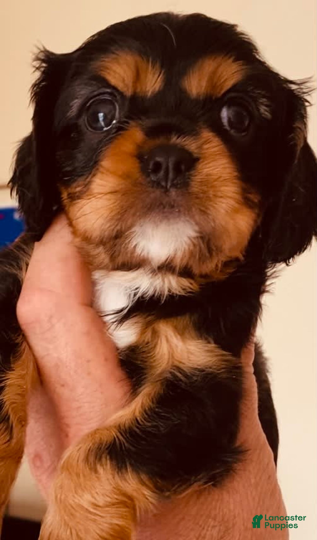 Cavalier King Charles Spaniel dogs for sale: Gabby - Image 5